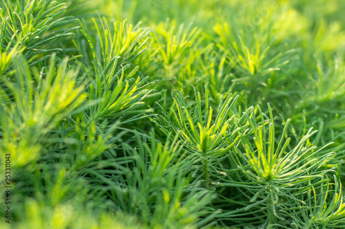 Green decorative plant grass, background, texture. Euphorbia cyparissias ornamental perennial in landscape design garden or park Abstract pattern