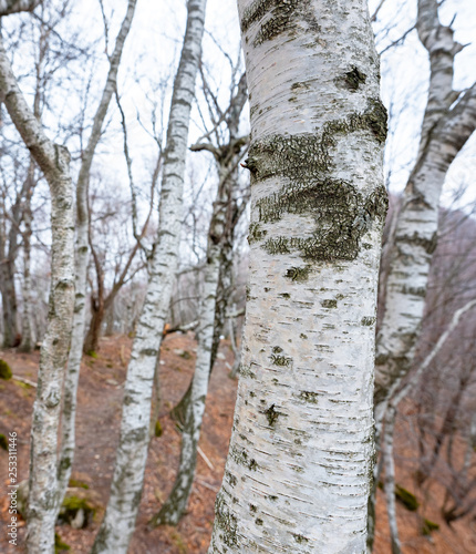 Fototapeta Naklejka Na Ścianę i Meble -  Birch forest in winter