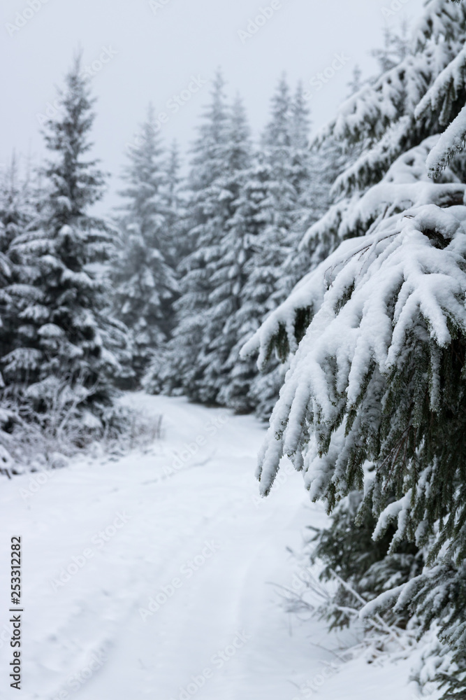 Mountain road covered snow trees in winter