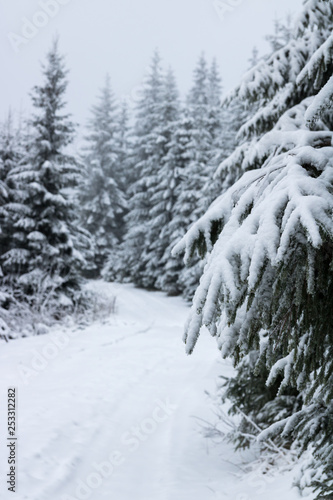 Mountain road covered snow trees in winter © SGCPH