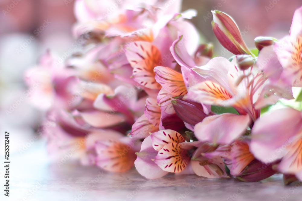 pink flowers on a black background pink flowers on a black background