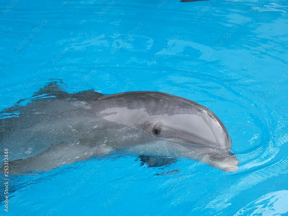 Fototapeta premium Dolphin