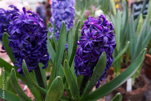 purple potted hyacinths