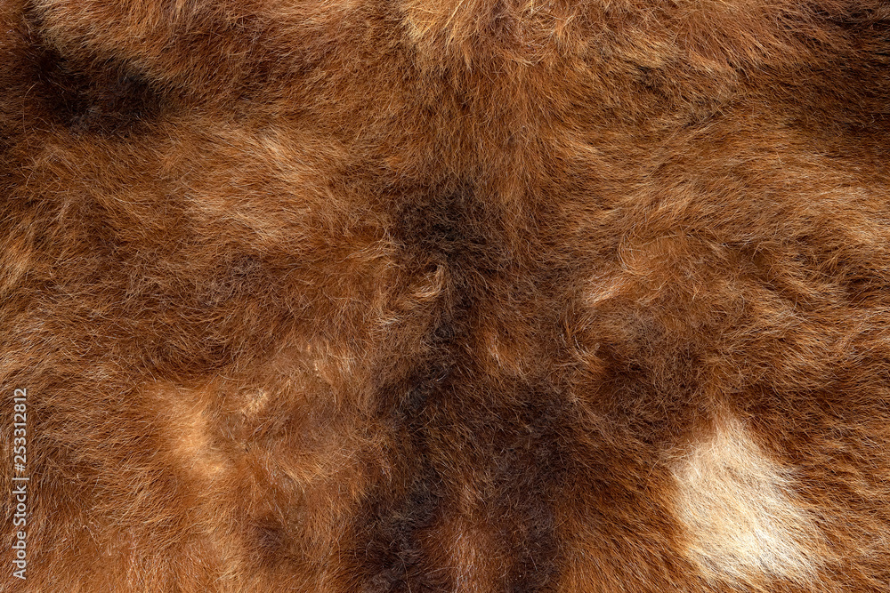Naklejka premium Natural bear fur texture. Real coat