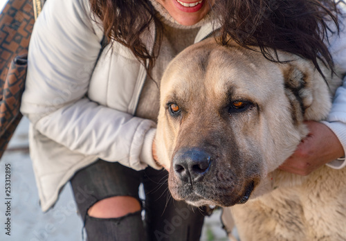 A Turkish girl hugs an Anatolian shepherd dog (sivas kangal) photo