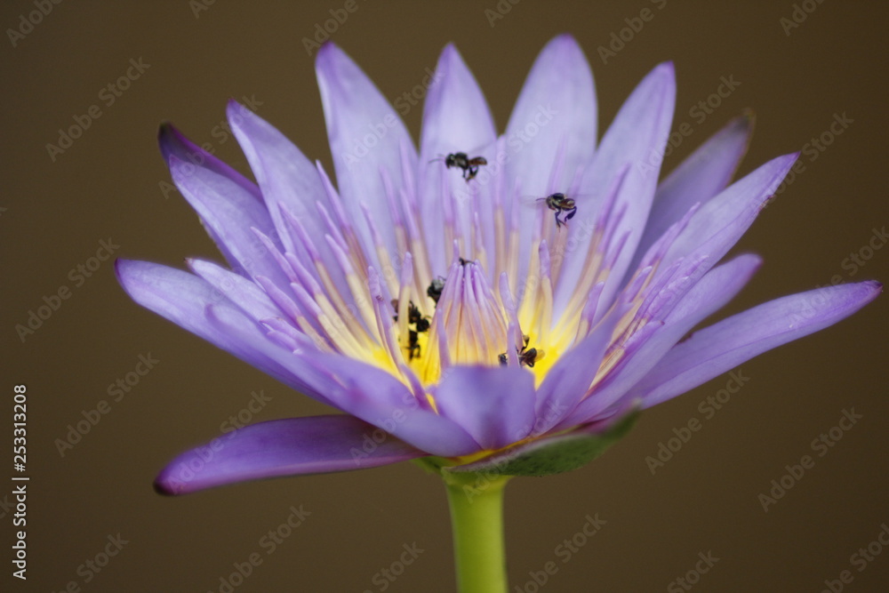 pink water lily pink water lily