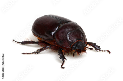 Beetle isolated on white