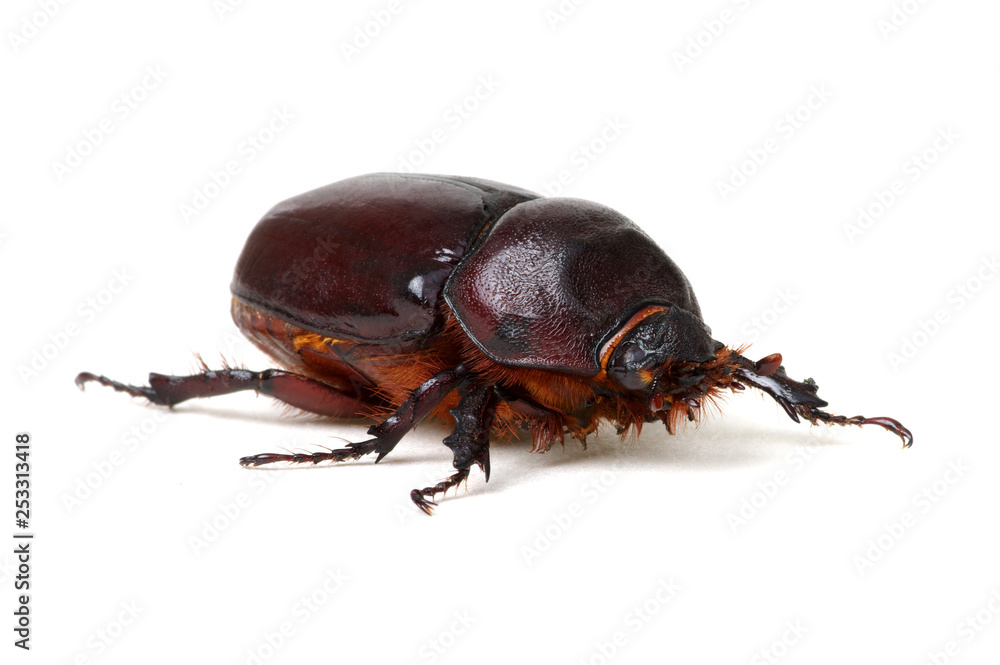 Beetle isolated on white Beetle isolated on white