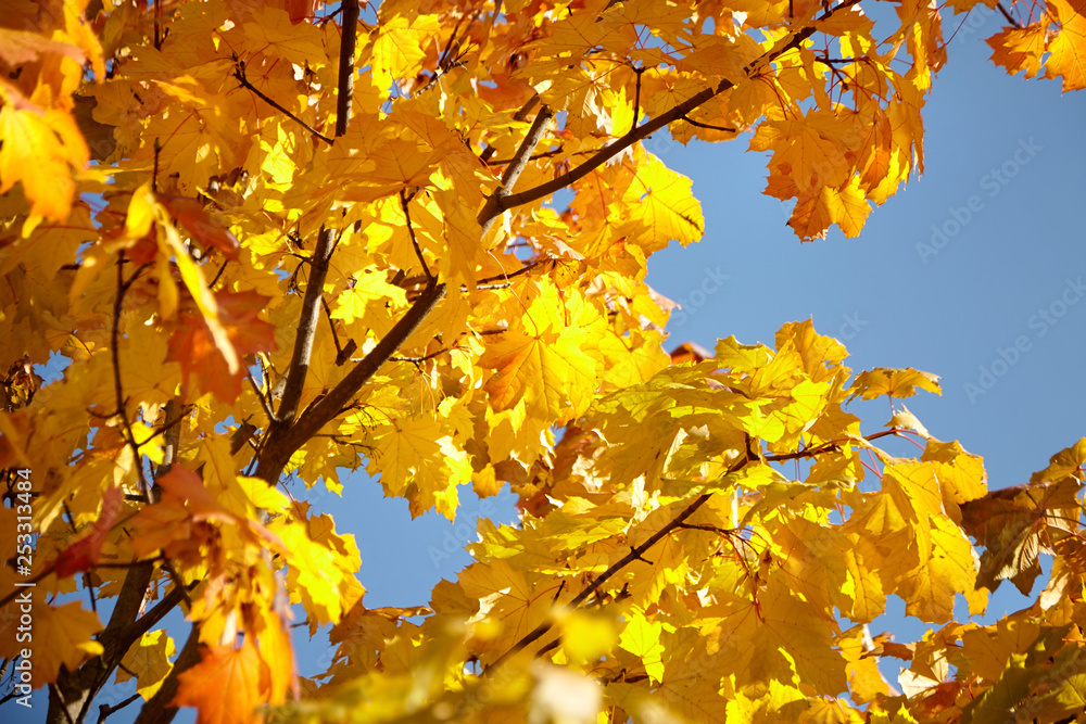 Autumn nature. Yellow foliage, branches of a tree with colorful maple leaves Autumn nature. Yellow foliage, branches of a tree with colorful maple leaves