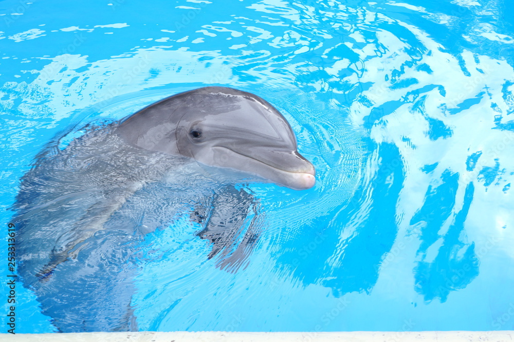 Naklejka premium Dolphin