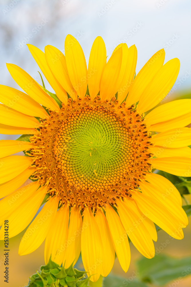 Naklejka premium Sun flower at flower farm in Thailand. Algriculture flower farm in Thailand. Nature flower background