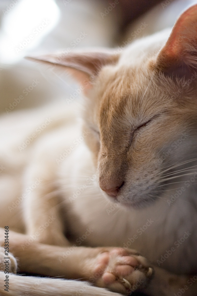Cream Point Siamese cat with eyes closed. Close up shot Cream Point Siamese cat with eyes closed. Close up shot
