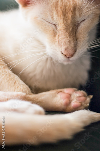 Cream Point Siamese cat with eyes closed. Close up shot