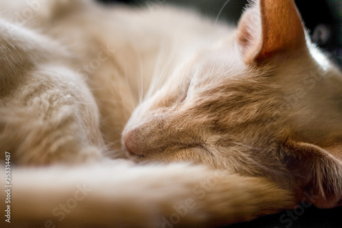 Cream Point Siamese cat with eyes closed curlled up sleeping. Close up shot