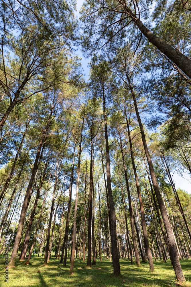 Obraz premium wide angle view top pine