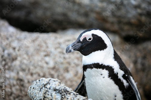 Penguin at Boulders Beach  photo