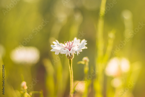 White cornflower flower on a sunny meadow close-up.