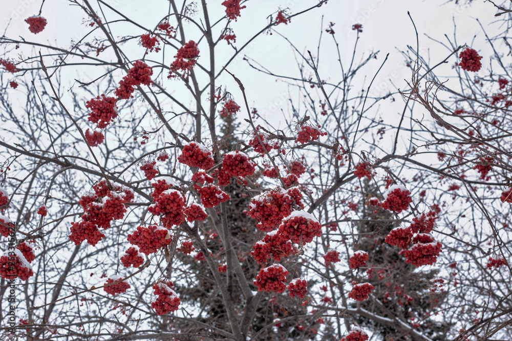 mountain ash in winter mountain ash in winter