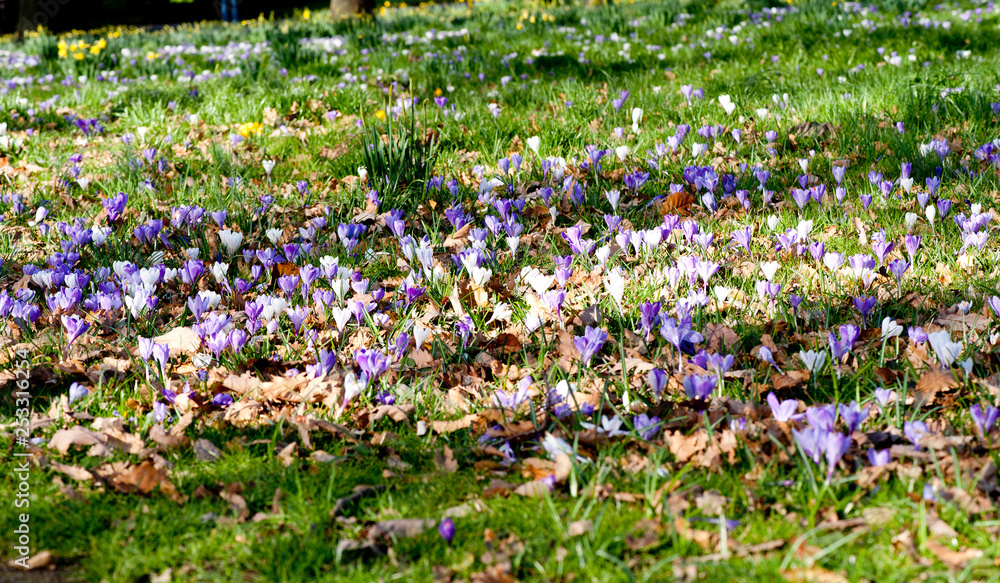 Obraz premium Purple and white crocus flowers (Crocus vernus)