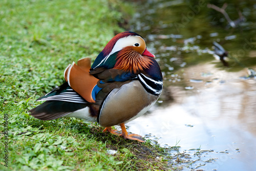The Mandarin Duck (Aix galericulata)