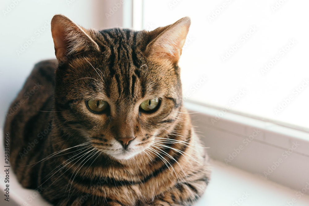 cat with an interested and frightened look sits on windowsill. Breed is a Begalese cat with yellow-green eyes. cat with an interested and frightened look sits on windowsill. Breed is a Begalese cat with yellow-green eyes.