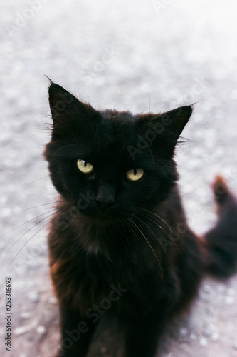 homeless black fluffy cat with yellow eyes looks into camera and sits on pavement