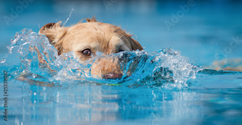 Yellow Labrador dog swimming and splashing in clear blue water. Head shot