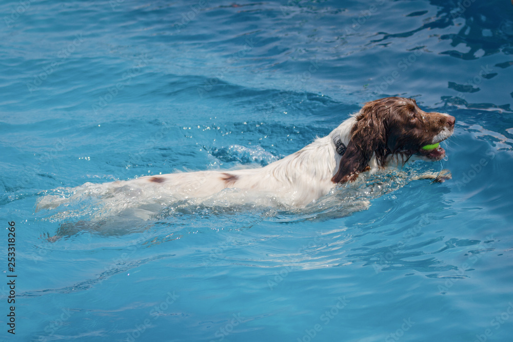 Brown and White Springer Spaniel dog swimmed with a ball in their mouth through lear blue water. Whole dog in shot Brown and White Springer Spaniel dog swimmed with a ball in their mouth through lear blue water. Whole dog in shot