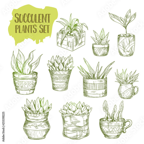 Sketch of succulent plant. Aloe vera and agave