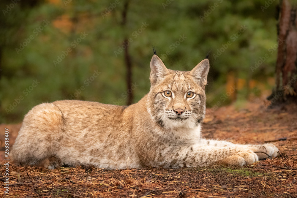 Fototapeta premium Młody i piękny Eurasian Lynx cub w lesie. Ciemne odcienie jesieni i brak światła. Piękne naturalne ujęcie w oryginalnej i naturalnej lokalizacji. Śliczne młode, ale niebezpieczne i zagrożone drapieżniki.