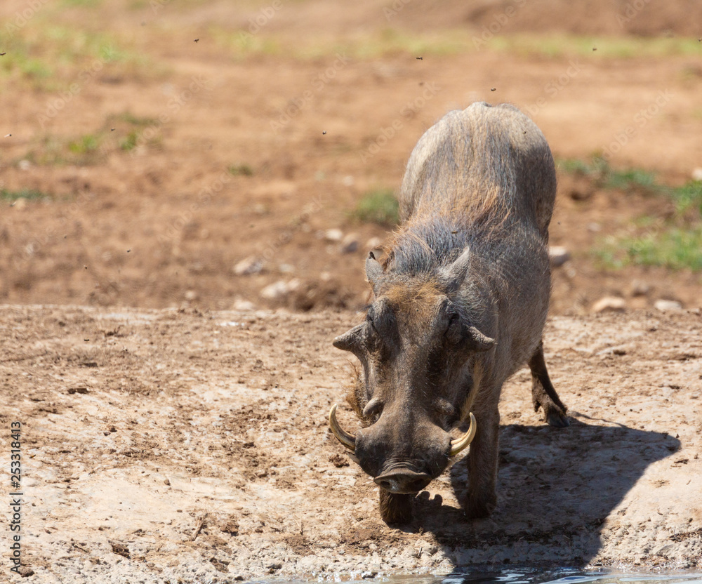Fototapeta premium warthog
