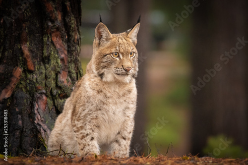 Young and beautiful Eurasian Lynx cub in forest. Dark autumn tones and lack of light. Beautiful natural shot in original and natural location. Cute cub yet dangerous and endangered predator. © janstria