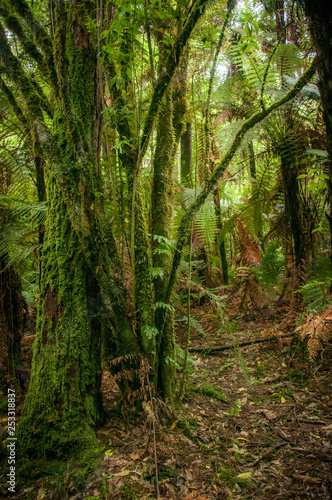 Redwood Forest near Rotorua, New Zealand