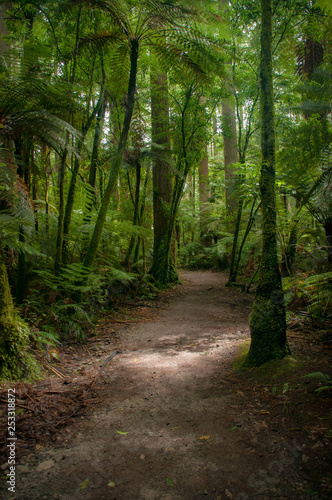 Redwood Forest near Rotorua  New Zealand