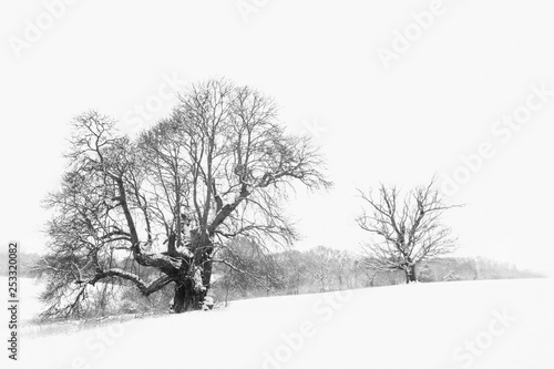 Snow covered trees in a field in black and white.  Rural Landscape photo