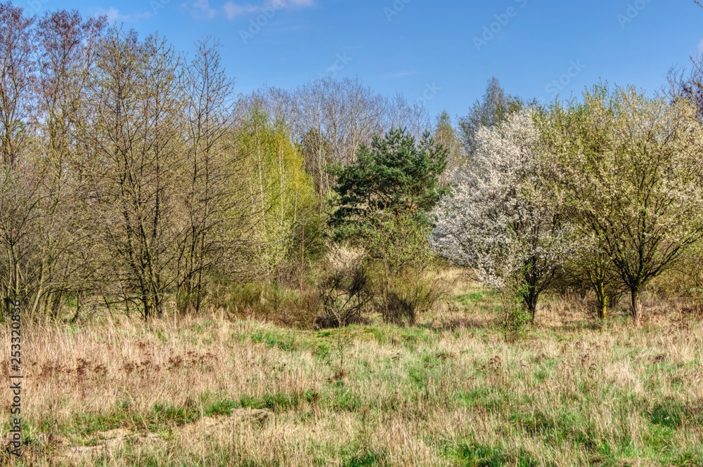 different trees in spring robe, spring landscape with bushes and trees different trees in spring robe, spring landscape with bushes and trees