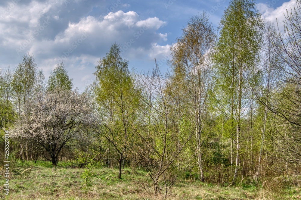 sunny spring day with white clouds, landscape with bushes and trees sunny spring day with white clouds, landscape with bushes and trees