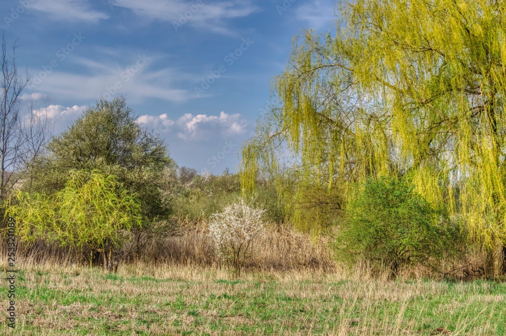 spring landscape with bushes and trees, first leaves on a weeping willow spring landscape with bushes and trees, first leaves on a weeping willow