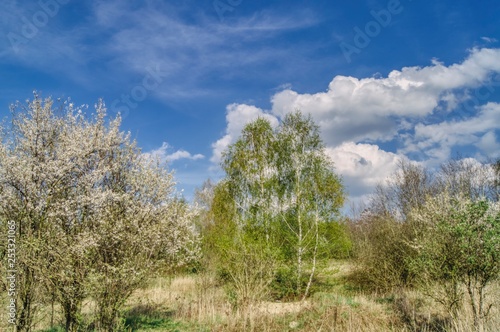 spring landscape with bushes and trees, first leaves on the birch and a blooming blackthorn bush