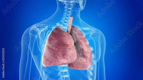 Human lungs inflating and deflating photo