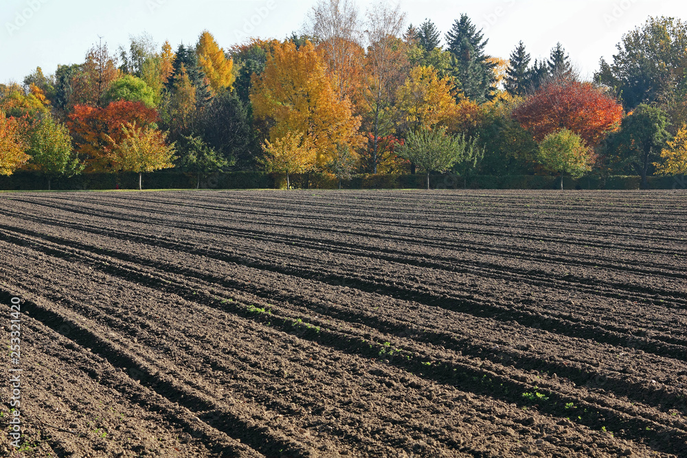 Ploughed farmland and trees in autumn