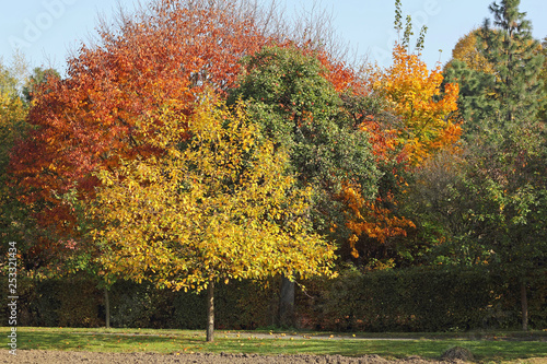 Autumnal dyed trees in a rural area