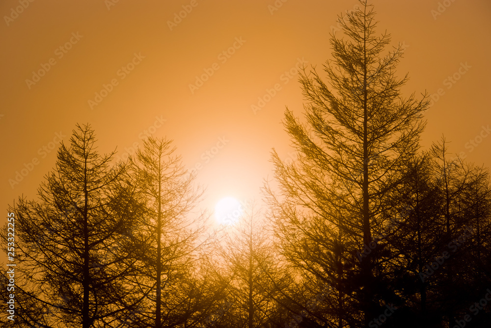 Larch Forest and Sunrise - カラマツ林と日の出 Larch Forest and Sunrise - カラマツ林と日の出