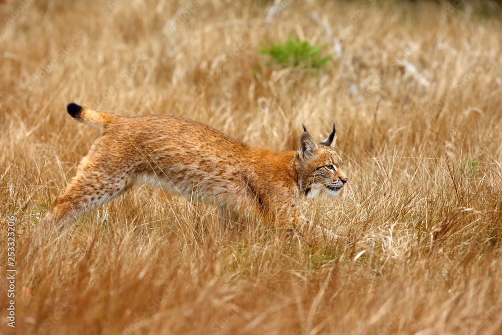 Fototapeta premium The Eurasian lynx (Lynx lynx) a young lynx in yellow grass with yellow background.