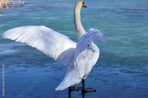 Fototapeta Naklejka Na Ścianę i Meble -  swan spread the wings on ice