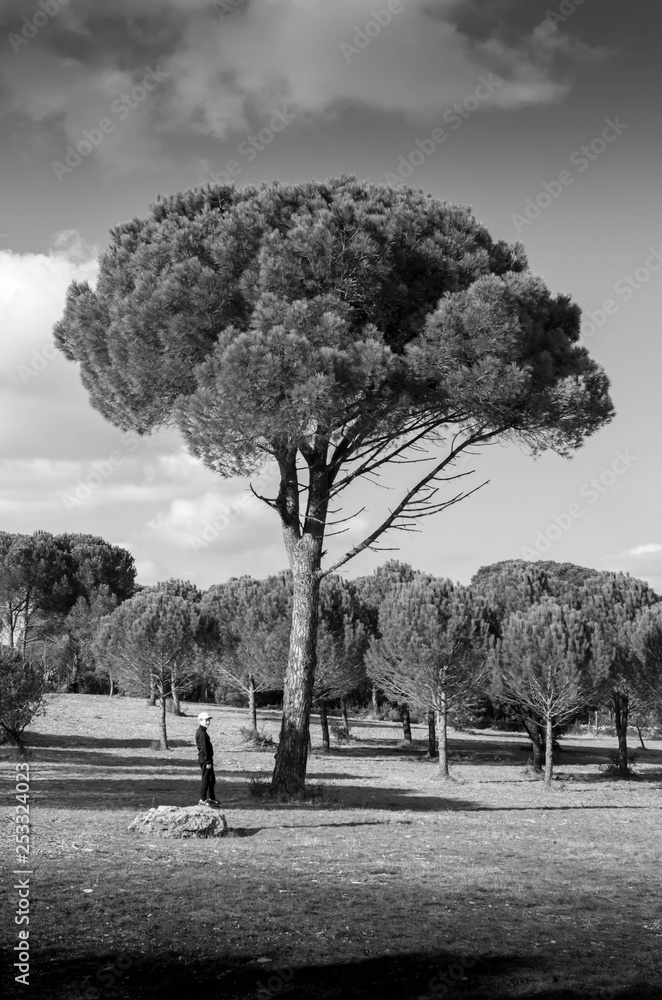 Naklejka premium pin dans la garrigue