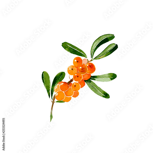 Branch of sea-buckthorn. Hand drawn watercolor ilustration isolated on white background. Vector