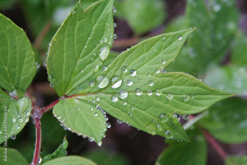 Water droplets on the leaves - 葉の上の水滴 Water droplets on the leaves - 葉の上の水滴