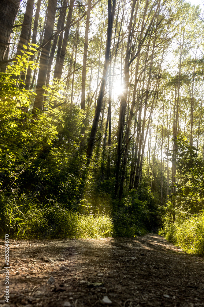 Obraz premium Thick spring forest, the sun breaks through the trees.