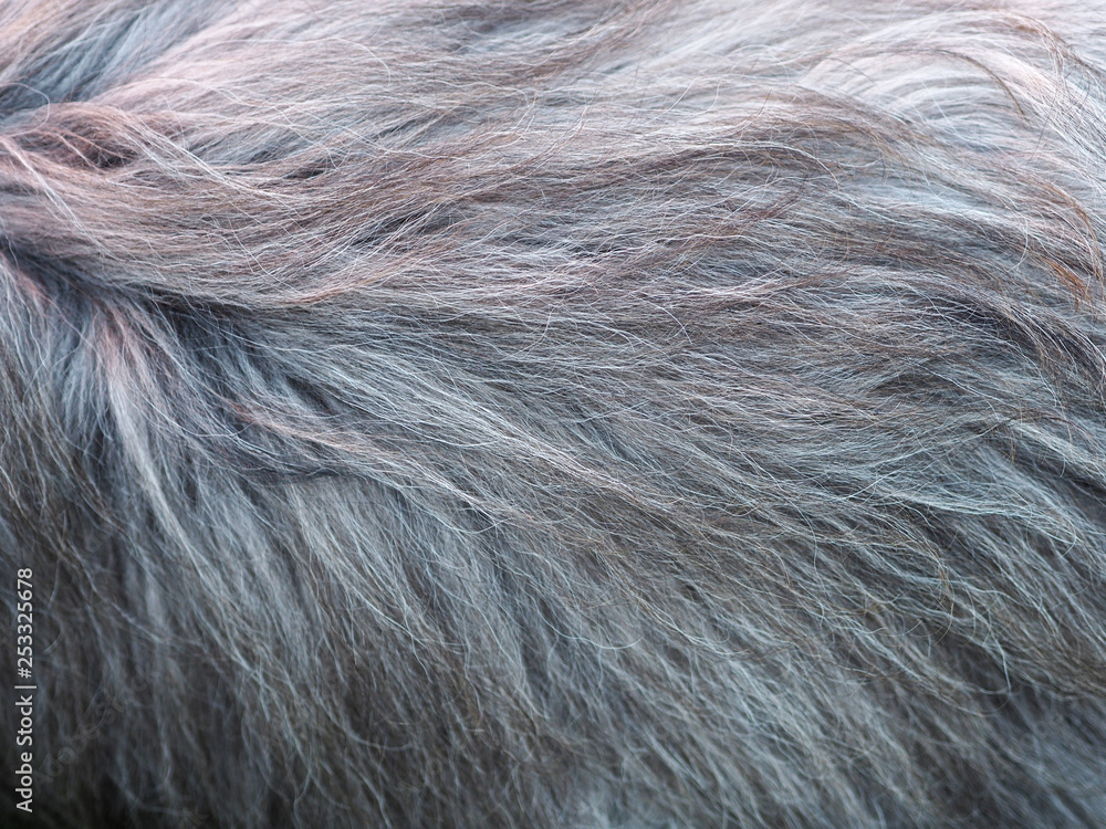 Animal fur background. Animal fur background.